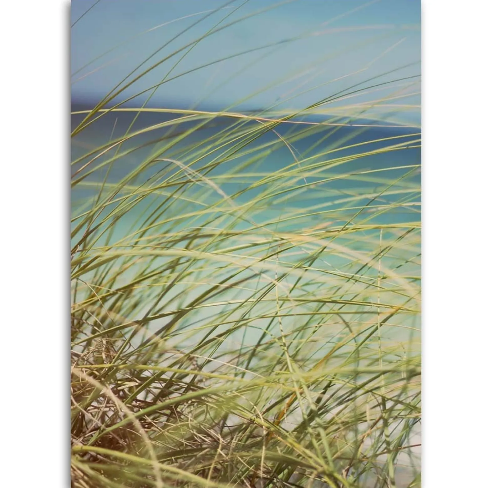 Feeby Obraz na płótnie Trawa na wydmach 40x60