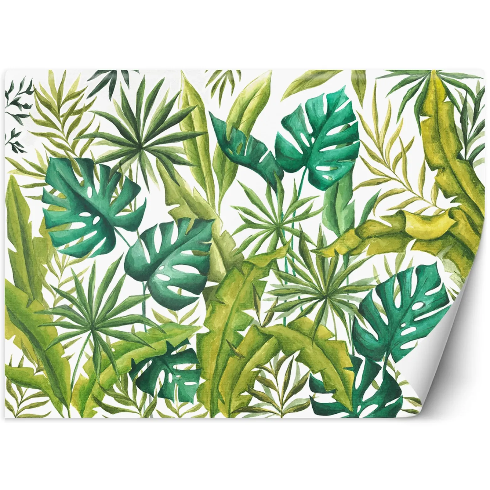 Feeby Fototapeta, Liście Monstera 150x105
