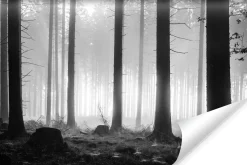 Fototapeta Do Salonu Czarno-biały Las 90x60cm