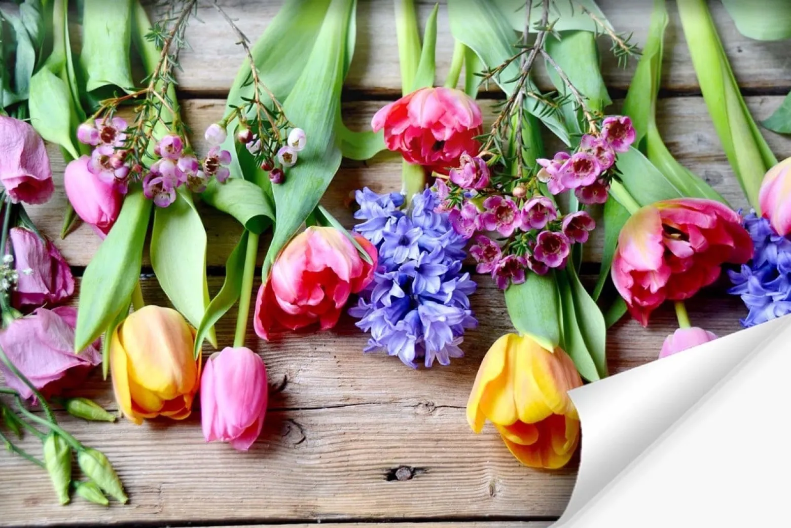 Fototapeta Barwne Tulipany 90x60cm
