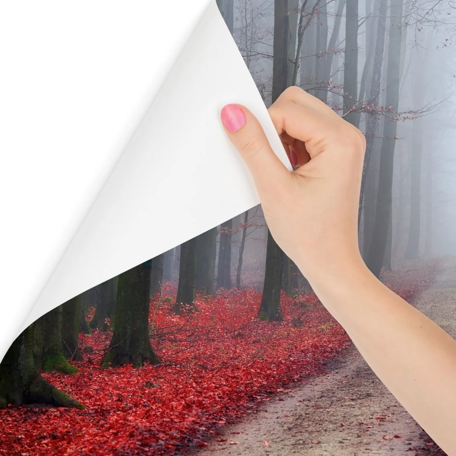 Fototapeta Dróżka Leśna Czerwone LIŚCIE 3D 90x60cm
