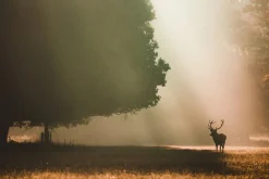 Fototapeta Jesienny Pejzaż JELEŃ Drzewa 3D 90x60cm