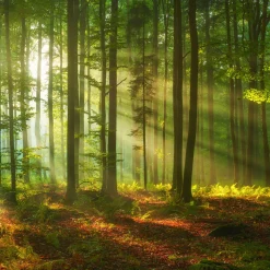 Fototapeta Krajobraz Drzewa NATURA Liście 90x60cm