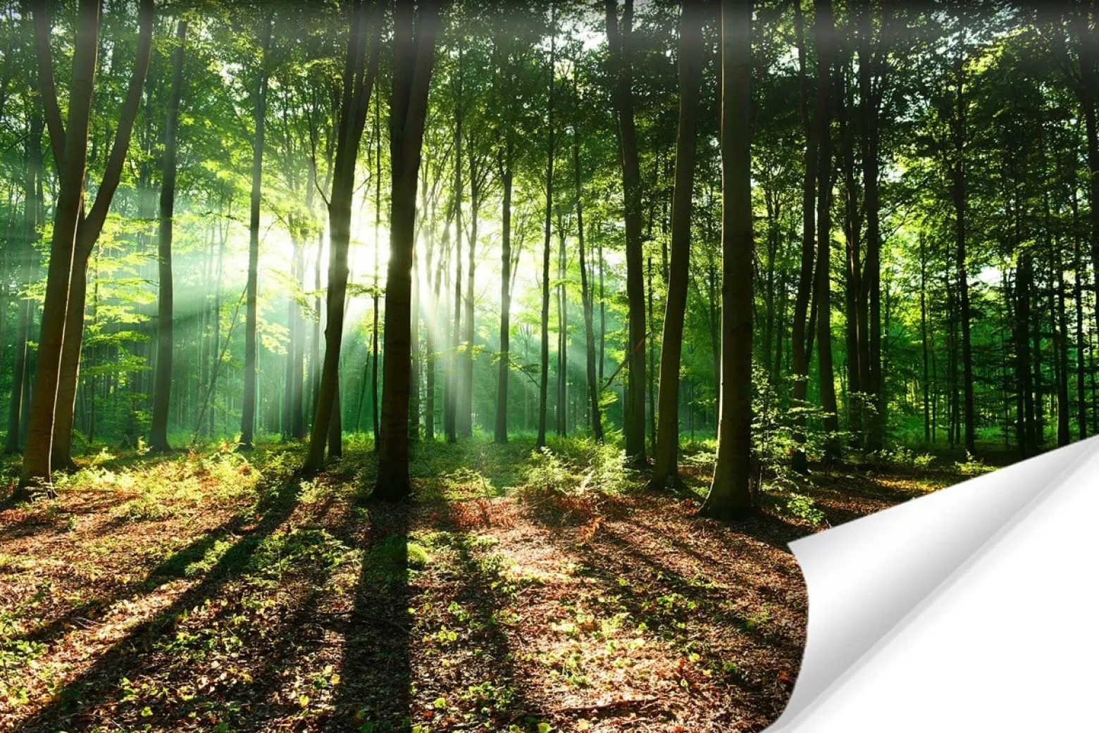 Fototapeta LAS W Promieniach Słońca Natura 90x60cm