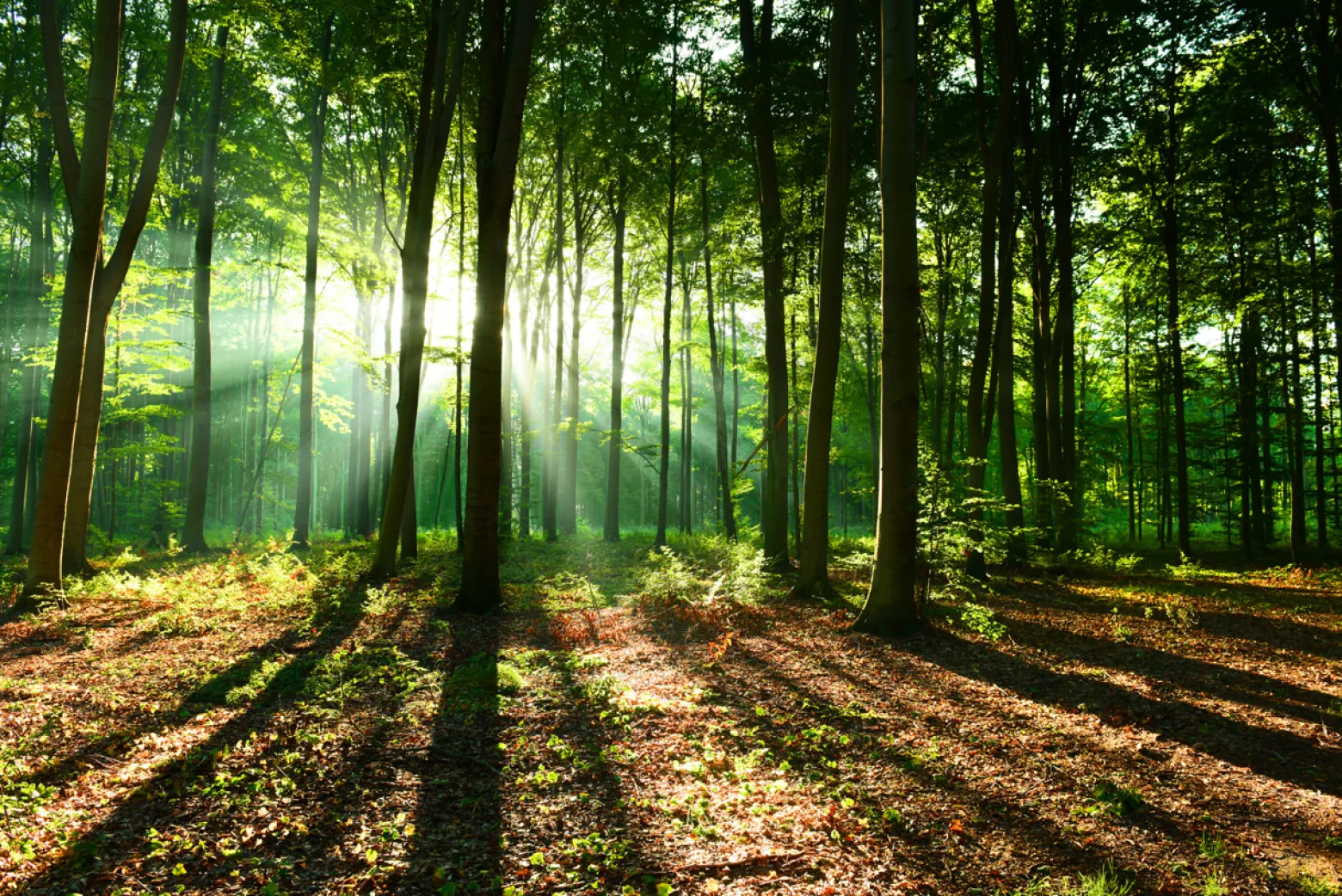Fototapeta LAS W Promieniach Słońca Natura 90x60cm
