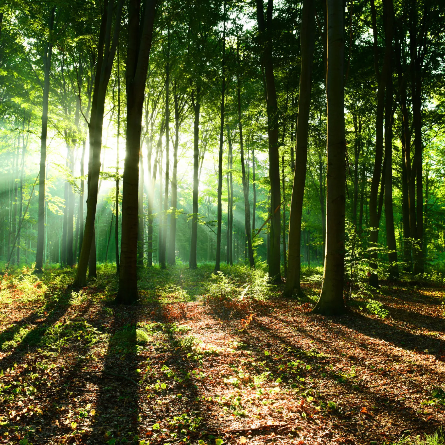 Fototapeta LAS W Promieniach Słońca Natura 90x60cm