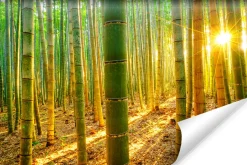 Fototapeta Wschód SŁOŃCA Las Bambusowy 90x60cm