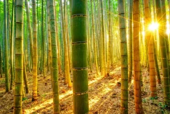 Fototapeta Wschód SŁOŃCA Las Bambusowy 90x60cm