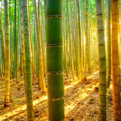 Fototapeta Wschód SŁOŃCA Las Bambusowy 90x60cm
