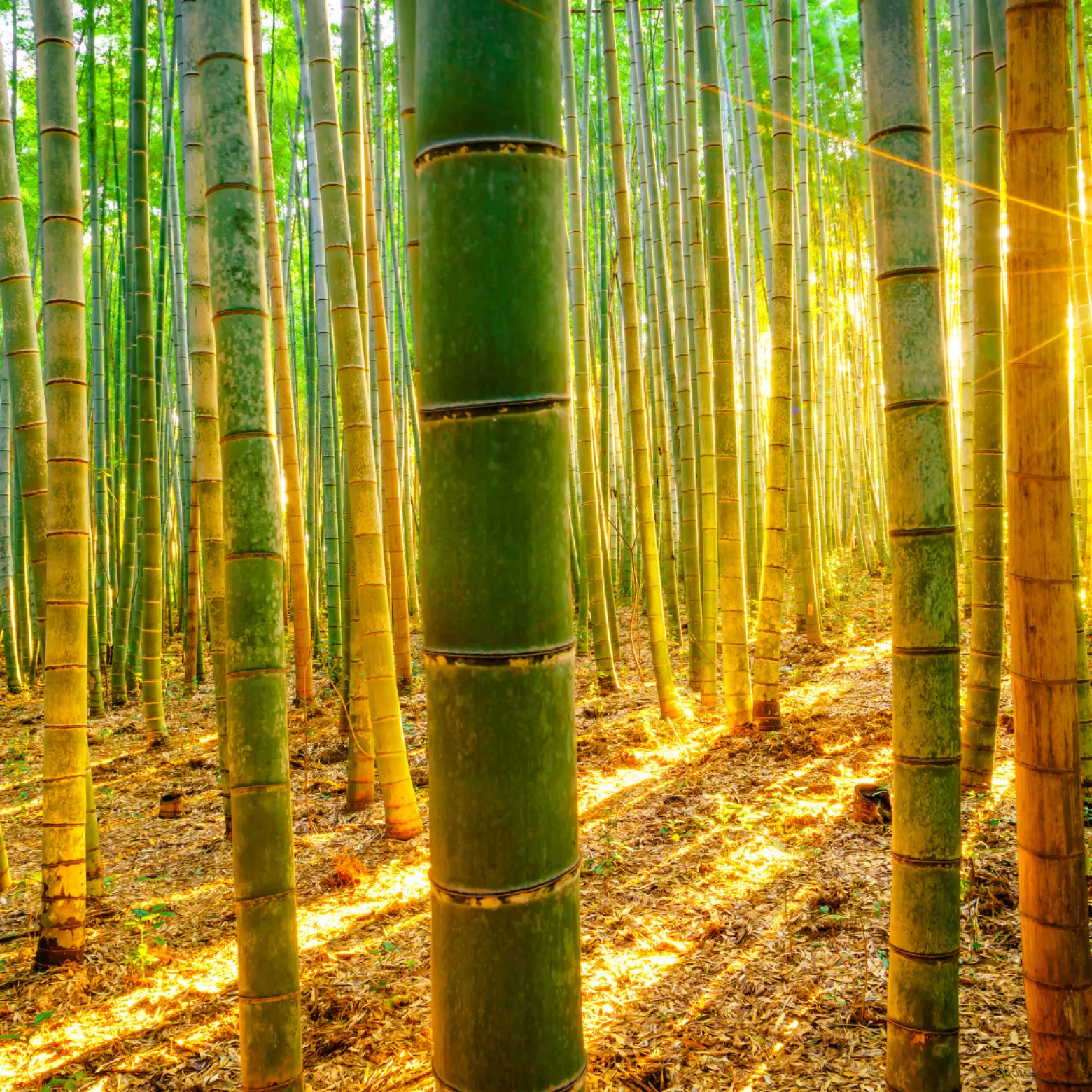 Fototapeta Wschód SŁOŃCA Las Bambusowy 90x60cm