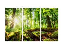 Obraz 3-Częściowy Widok Na Słoneczny Las 3D 60x40cm