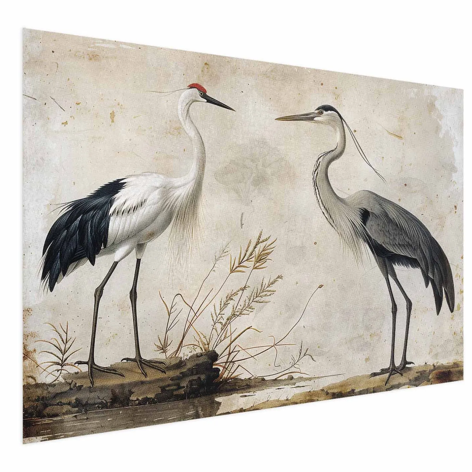 Plakat Ptaki z ryciny 60x40 cm