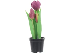 Tulipan w doniczce 24 cm fioletowy