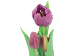 Tulipan w doniczce 24 cm fioletowy