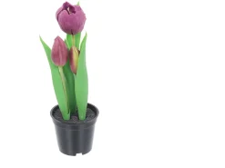 Tulipan w doniczce 24 cm fioletowy